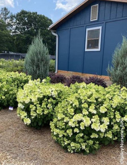 HYDRANGEA paniculata LITTLE HOTTIE