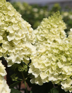 HYDRANGEA paniculata LITTLE HOTTIE