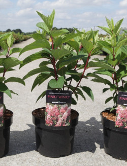 hortensia-panicule-pinky-winky-hydrangea-paniculata-pinky-winky-4.jpg