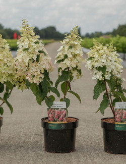 hortensia-panicule-pinky-winky-hydrangea-paniculata-pinky-winky-5.jpg