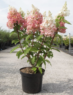 hortensia-panicule-pinky-winky-hydrangea-paniculata-pinky-winky-7.jpg