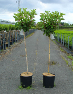 hortensia-panicule-pinky-winky-hydrangea-paniculata-pinky-winky-8.jpg