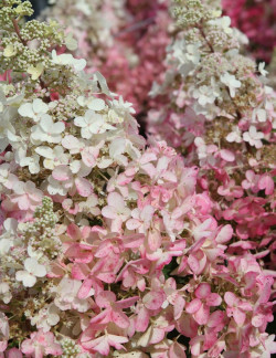 hortensia-panicule-pinky-winky-hydrangea-paniculata-pinky-winky.jpg