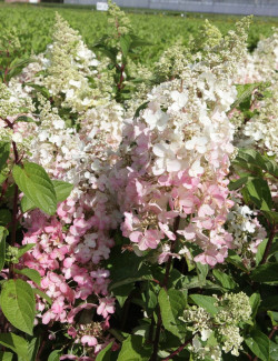 hortensia-panicule-pinky-winky-hydrangea-paniculata-pinky-winky-1.jpg