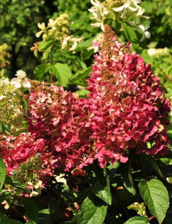 hortensia-panicule-pinky-winky-hydrangea-paniculata-pinky-winky-2.jpg