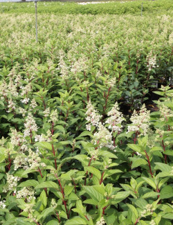 hortensia-panicule-pinky-winky-hydrangea-paniculata-pinky-winky-3.jpg