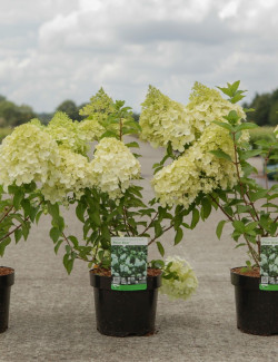 HYDRANGEA paniculata POLAR BEAR En pot de 3-4 litres