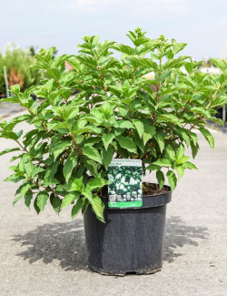 HYDRANGEA paniculata POLAR BEAR En pot de 10-12 litres