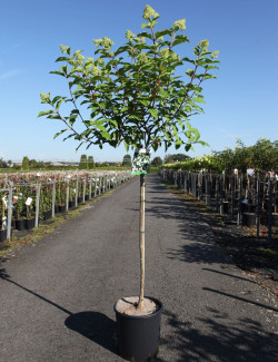 HYDRANGEA paniculata POLAR BEAR En pot de 12-15 litres