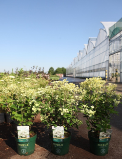 HYDRANGEA paniculata POLESTAR En pot de 3-4 litres
