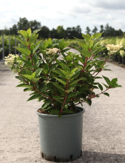 HYDRANGEA paniculata POLESTAR En pot de 10-12 litres