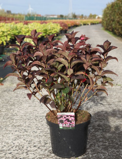 HYDRANGEA serrata DAREDEVIL En pot de 10-12 litres