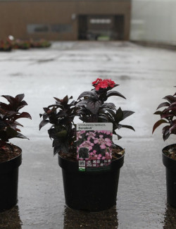 HYDRANGEA serrata DAREDEVIL En pot de 3-4 litres