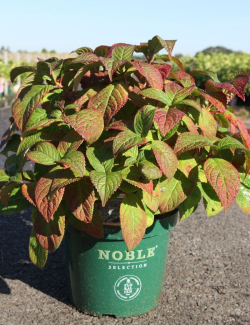 HYDRANGEA serrata VEERLE En pot de 10-12 litres