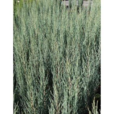 JUNIPERUS BLUE ARROW