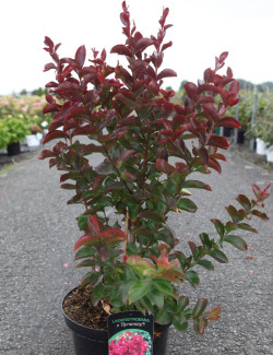 LAGERSTROEMIA DYNAMITE
