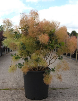 COTINUS coggygria YOUNG LADY En pot de 25-30 litres buisson hauteur 080-100 cm