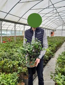 CAMELLIA japonica En pot de 4-5 litres buisson hauteur 030-040 cm