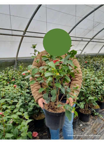 CAMELLIA japonica En pot de 7-10 litres