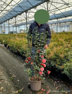 CAMELLIA japonica En pot de 15-20 litres buisson hauteur 080-100 cm