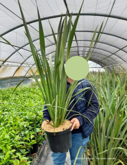 PHORMIUM tenax En pot de 10-12 litres