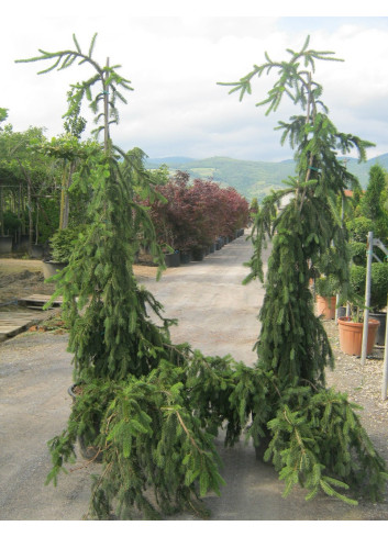 PICEA abies INVERSA PENDULA (Épicéa pleureur) 