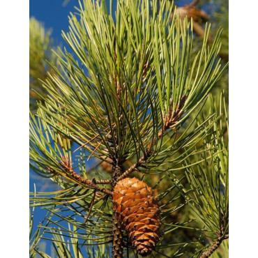 PINUS PINASTER