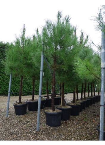 PINUS PINASTER En pot de 35-50 litres