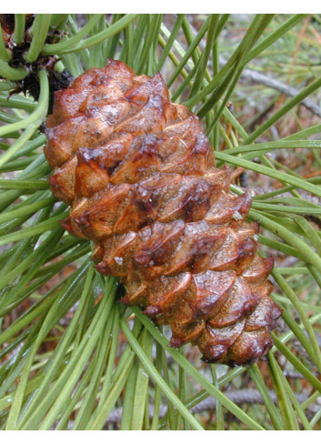 PINUS PINASTER