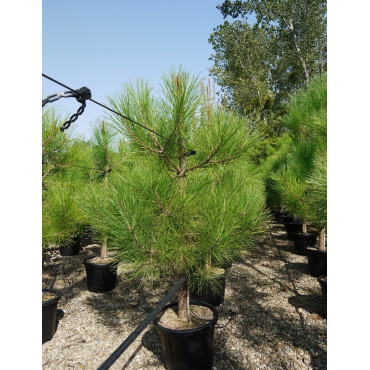 PINUS PINASTER En pot de 25-30 litres