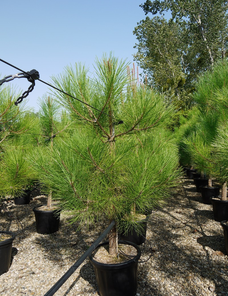 PINUS PINASTER En pot de 25-30 litres