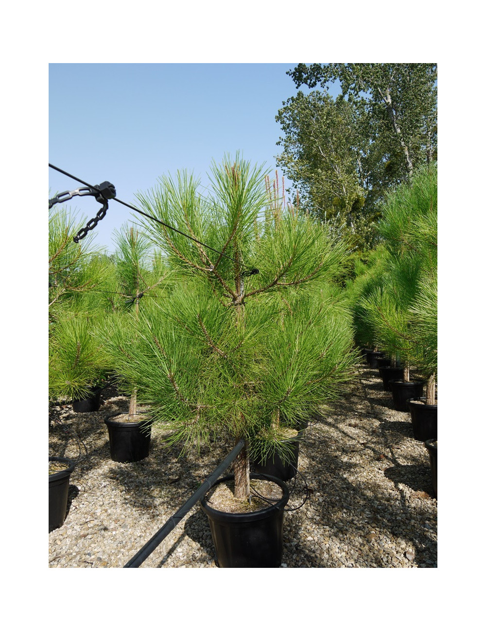 PINUS PINASTER En pot de 25-30 litres