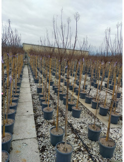 LAGERSTROEMIA En pot de 15-20 litres forme tige hauteur du tronc 130-140 cm