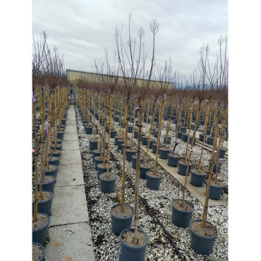 LAGERSTROEMIA En pot de 15-20 litres forme tige hauteur du tronc 130-140 cm