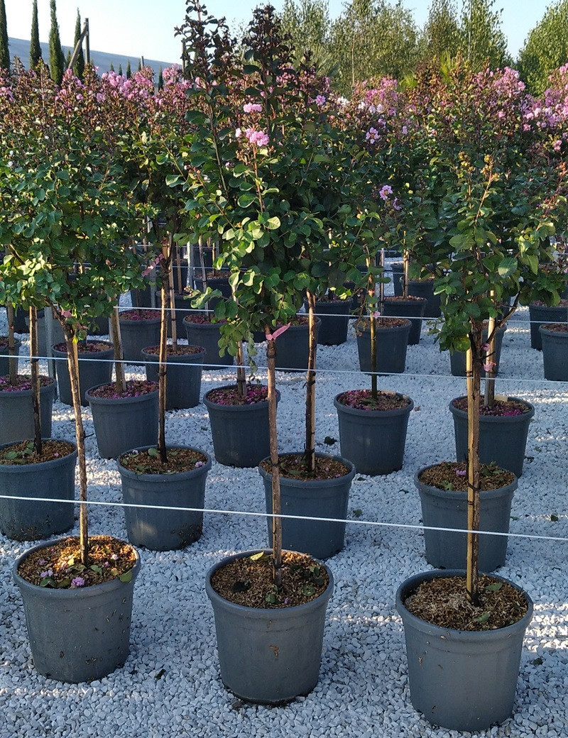 LAGERSTROEMIA BLACK SOLITAIRE SHELL PINK® (Lilas des Indes)