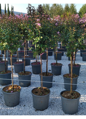 LAGERSTROEMIA En pot de 20-25 litres forme tige hauteur du tronc 090-110 cm