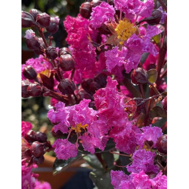 LAGERSTROEMIA RHAPSODY IN BLUE