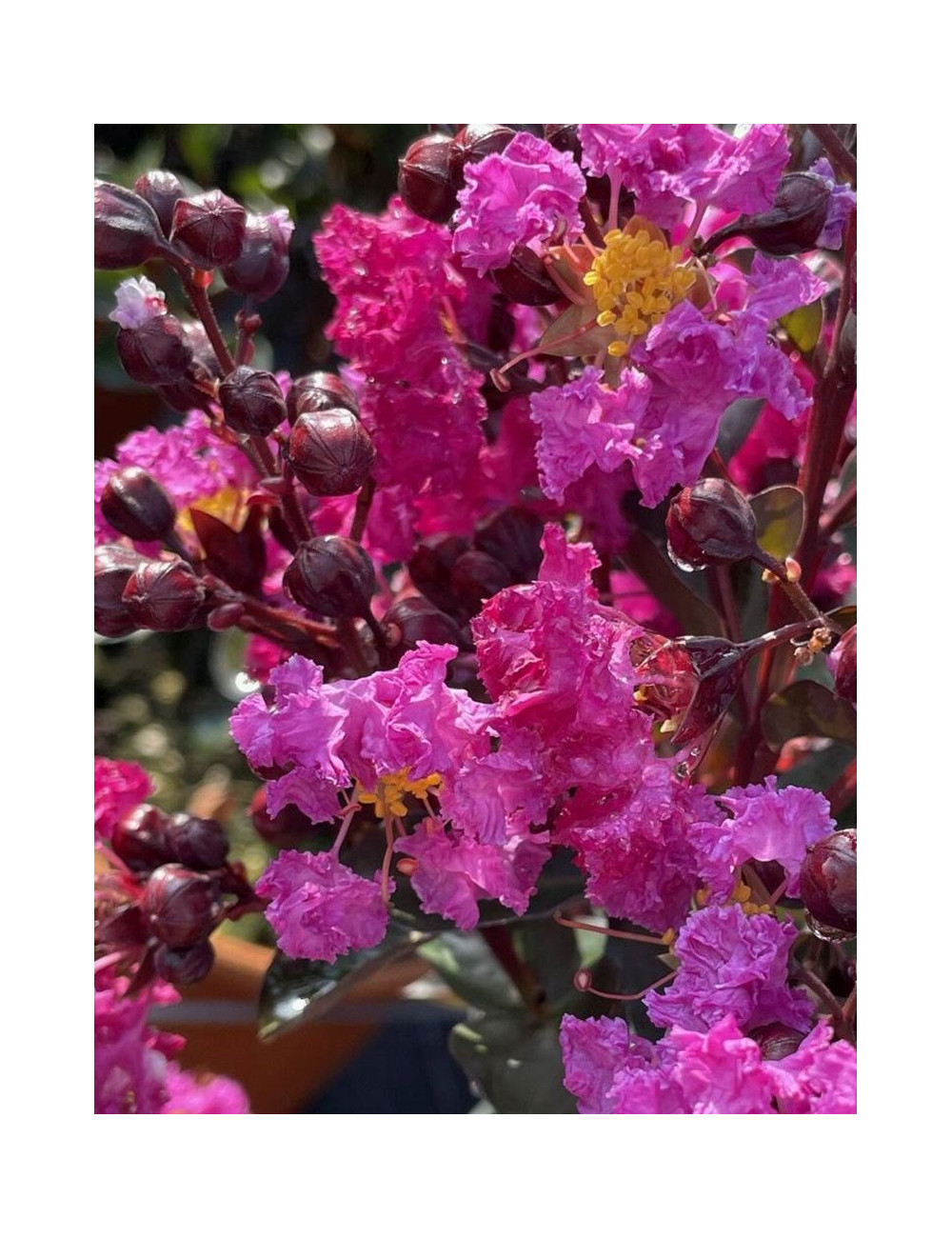 LAGERSTROEMIA RHAPSODY IN BLUE