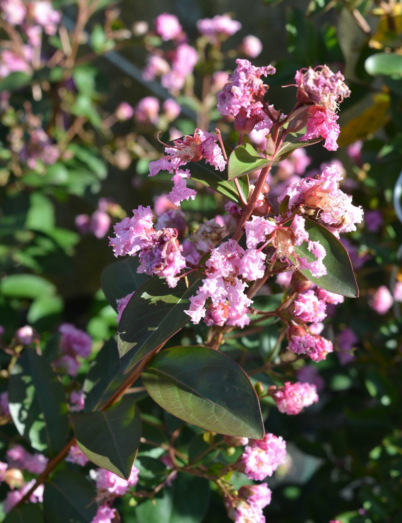 LAGERSTROEMIA MARDI GRAS