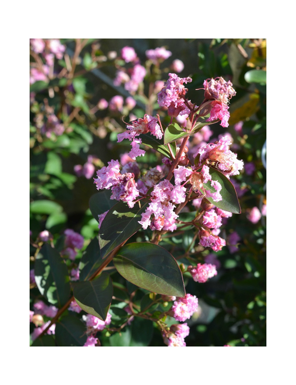 LAGERSTROEMIA MARDI GRAS