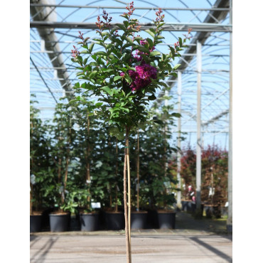 LAGERSTROEMIA PURPLE STAR