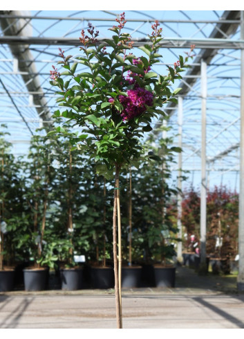 LAGERSTROEMIA PURPLE STAR