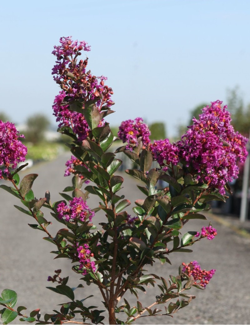 LAGERSTROEMIA PURPLE STAR