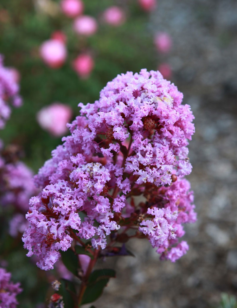 LAGERSTROEMIA WITH LOVE ETERNAL