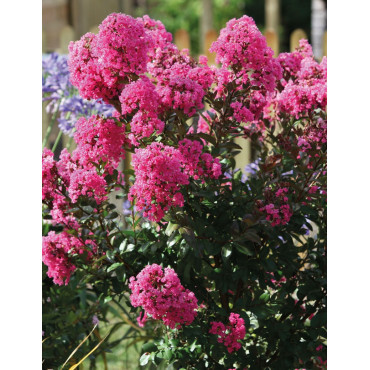 LAGERSTROEMIA WITH LOVE GIRL