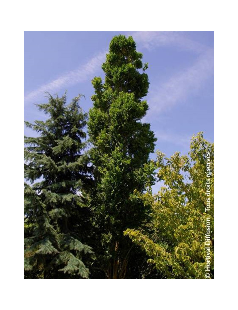 KOELREUTERIA PANICULATA FASTIGIATA