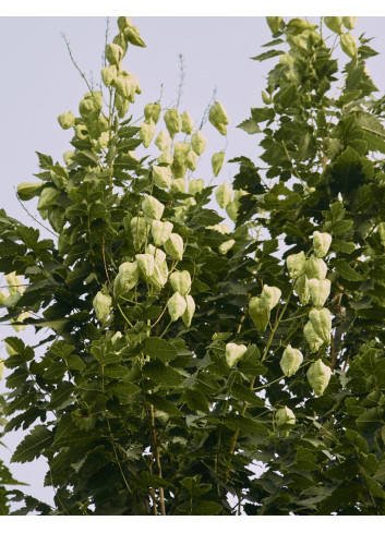 KOELREUTERIA PANICULATA FASTIGIATA