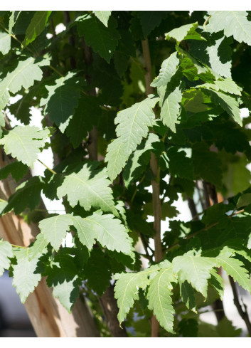 KOELREUTERIA PANICULATA FASTIGIATA