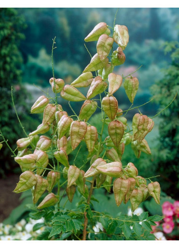 KOELREUTERIA PANICULATA FASTIGIATA