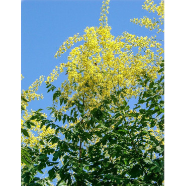 KOELREUTERIA PANICULATA FASTIGIATA